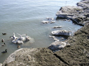 Birds use the melting icebergs near the shore as landing pads.