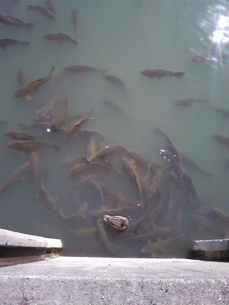 Taken yesterday at Northwestern's Evanston campus.  Those giant fish sure were squirmy.  The duck is for scale.