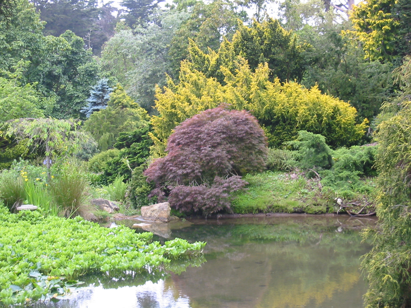 One example of a complex adaptive system is the beautiful Japanese garden in Golden Gate Park.