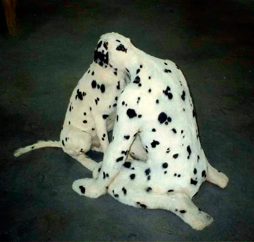 Crappy taxidermy = great art