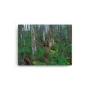 Swamp Plants 12x16 Canvas Print