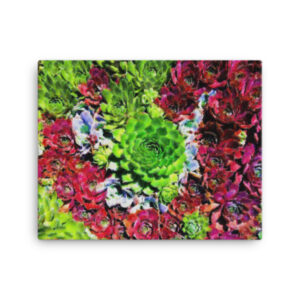 Succulents - 16x20 Canvas Print