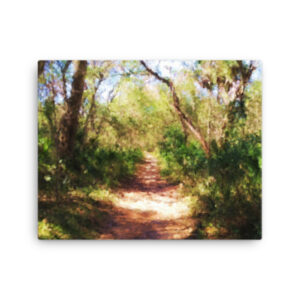 Florida Trail - 16x20 Canvas Print