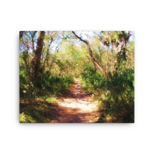 Florida Trail - 16x20 Canvas Print